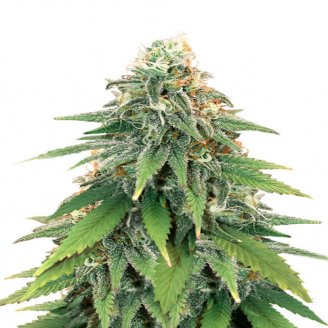 Apple Betty Auto Fem.