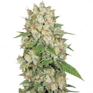 AK 47 Fem.