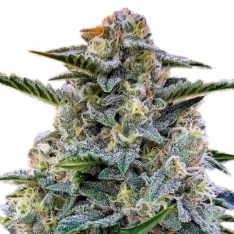 Bruce Banner # Auto Fem.